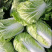 大白菜🥬黄心大白菜🥬大量上市代发全国各大市场、商超
