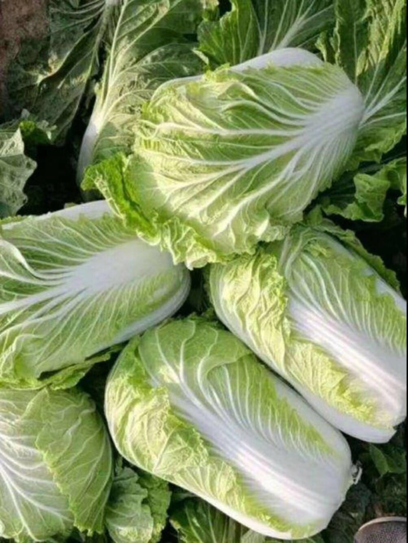 大白菜🥬黄心大白菜🥬大量上市代发全国各大市场、商超