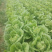 大白菜🥬黄心大白菜🥬大量上市代发全国各大市场、商超
