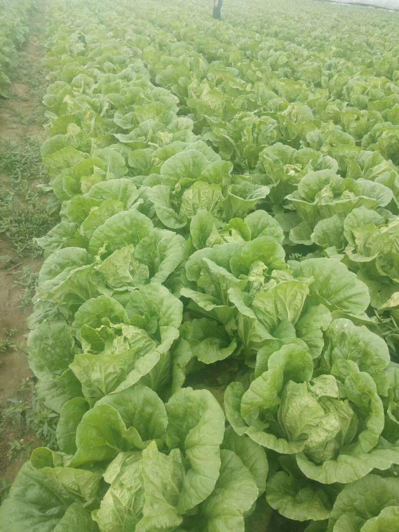 大白菜🥬黄心大白菜🥬大量上市代发全国各大市场、商超