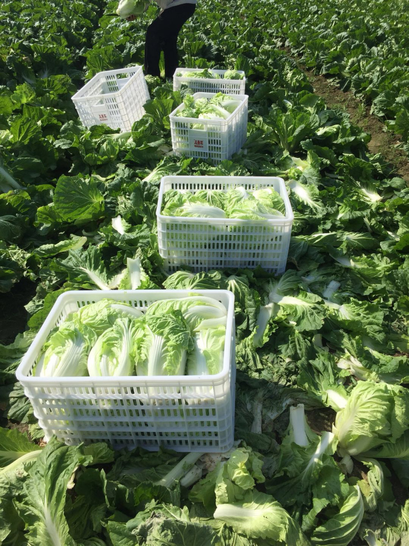 大白菜🥬黄心大白菜🥬大量上市代发全国各大市场、商超