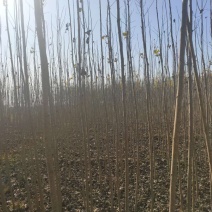 杨树苗107大量出售规格长年出售量大保证质量，保证数量