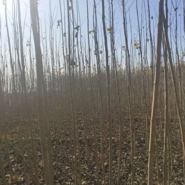 杨树苗107大量出售规格长年出售量大保证质量，保证数量