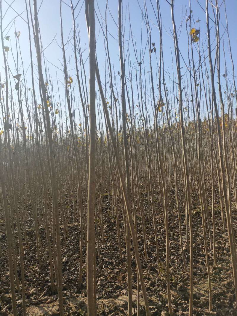 杨树苗107大量出售规格长年出售量大保证质量，保证数量
