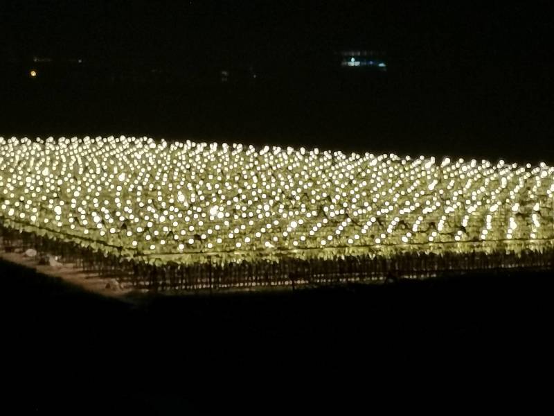 红心火龙果大（5-7两）正宗台湾大红火龙果