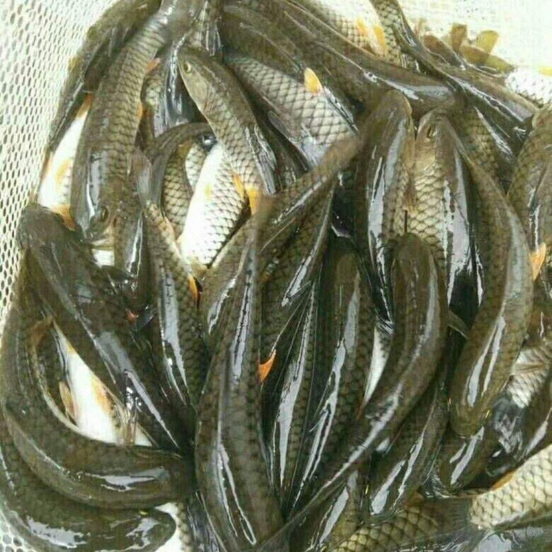 军鱼苗/青竹鲩鱼苗/高端品种/特种鱼苗/耐低氧/基地直供