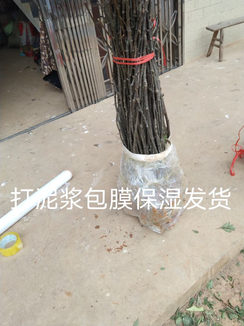 脆冠梨苗:嫁结苗、品种纯、价格优惠，
