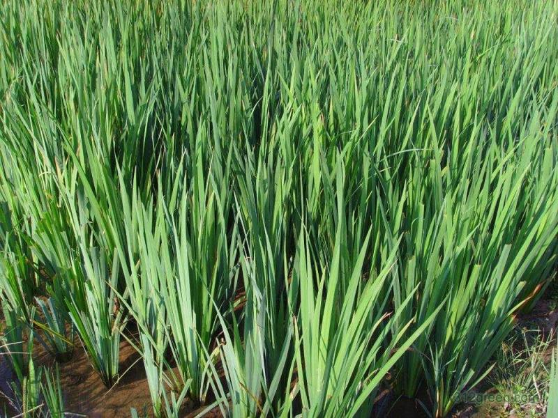 黄菖蒲种子黄花燕尾种子花菖蒲种子水生植物种子耐寒四季播种