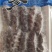 即食海参精品特级海参米刺刺参辽参礼盒装全规格高口感Q弹