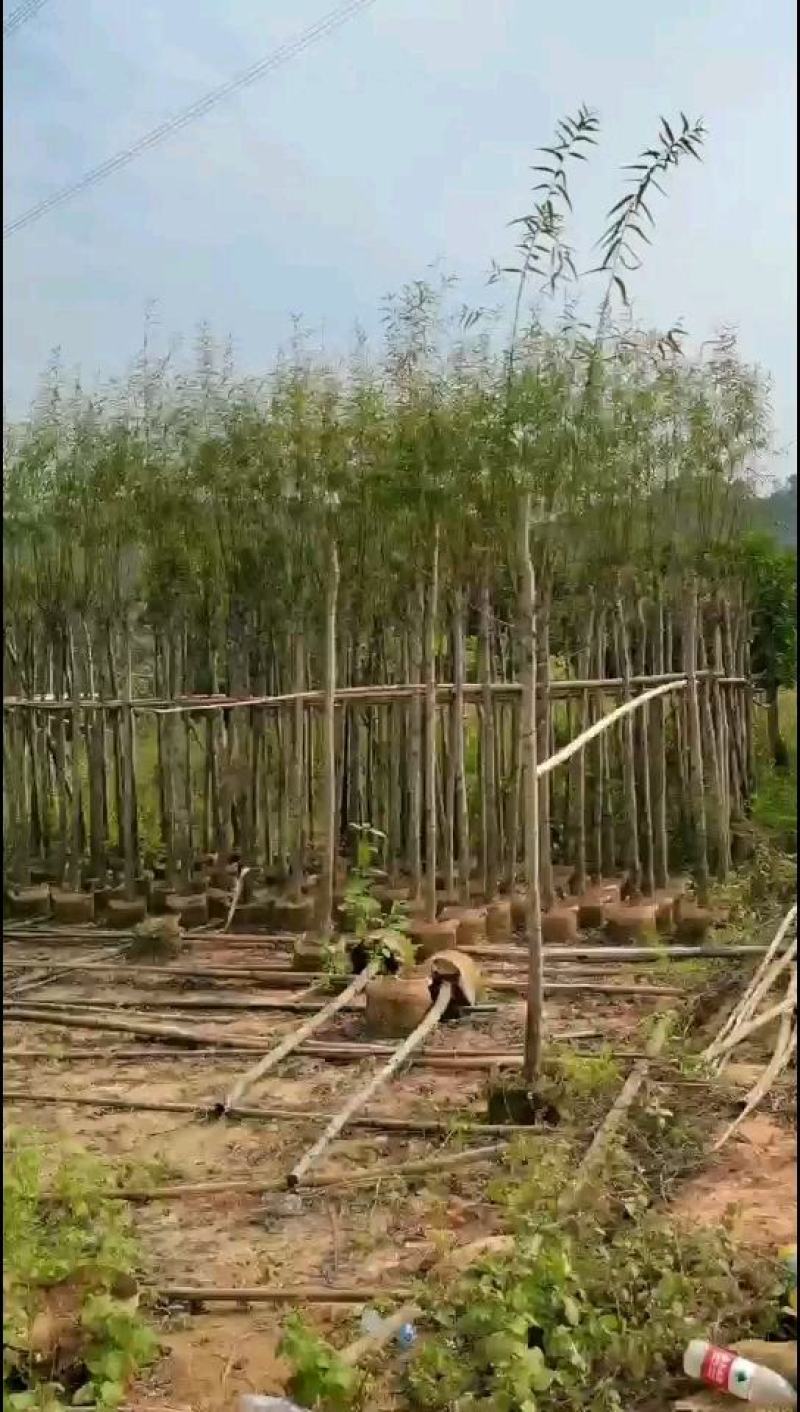 出售袋子苗5-15公分的柳树，有需要的老板联系