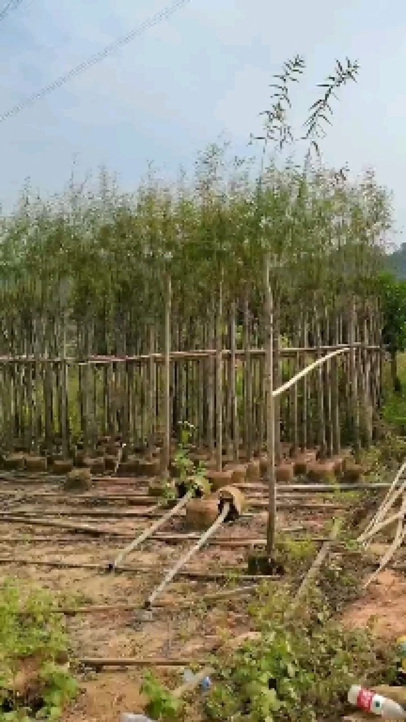 出售袋子苗5-15公分的柳树，有需要的老板联系