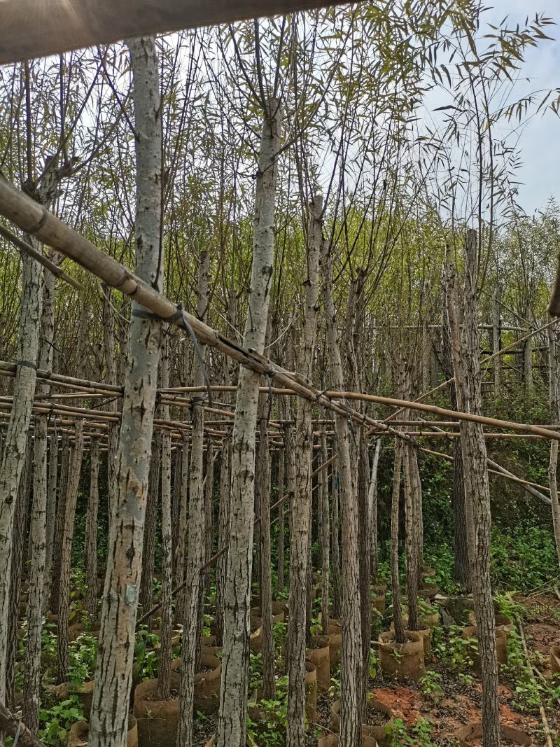 出售袋子苗5-15公分的柳树，有需要的老板联系