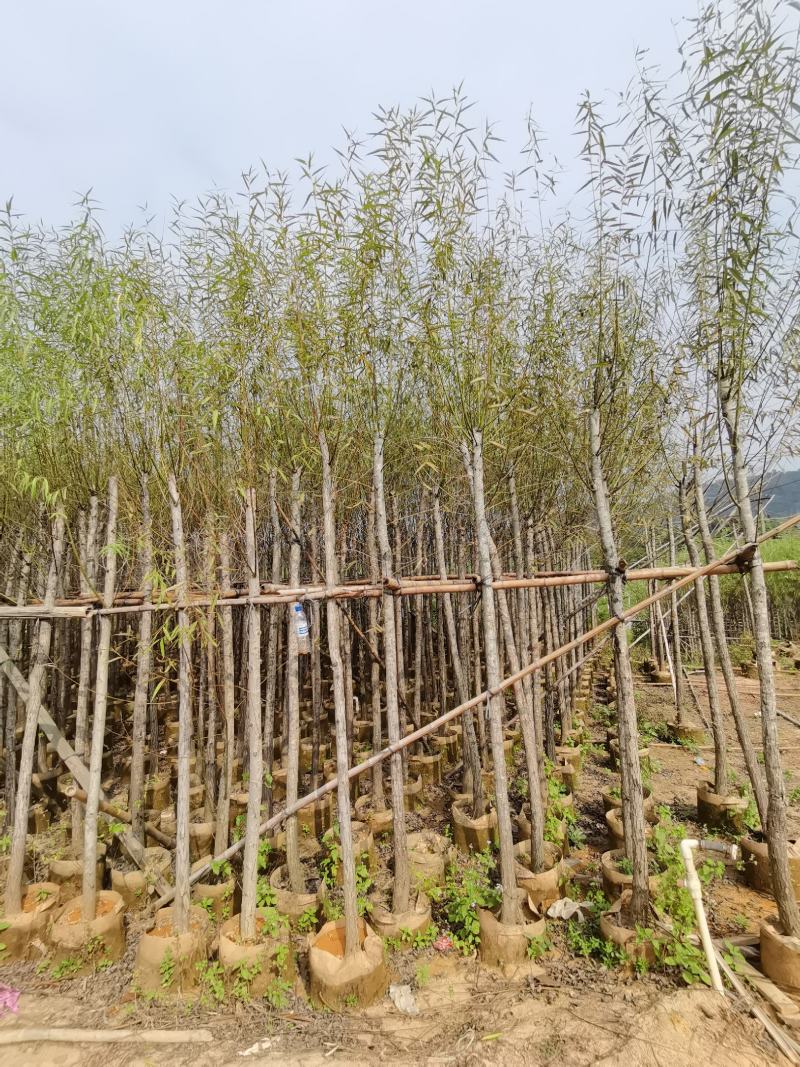 出售袋子苗5-15公分的柳树，有需要的老板联系