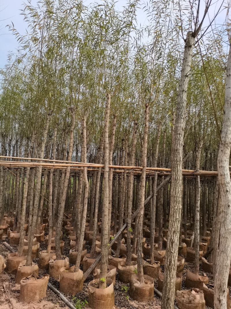 出售袋子苗5-15公分的柳树，有需要的老板联系