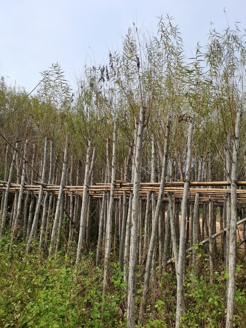 出售袋子苗5-15公分的柳树，有需要的老板联系