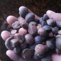 油茶籽，山茶籽。基地直发。
