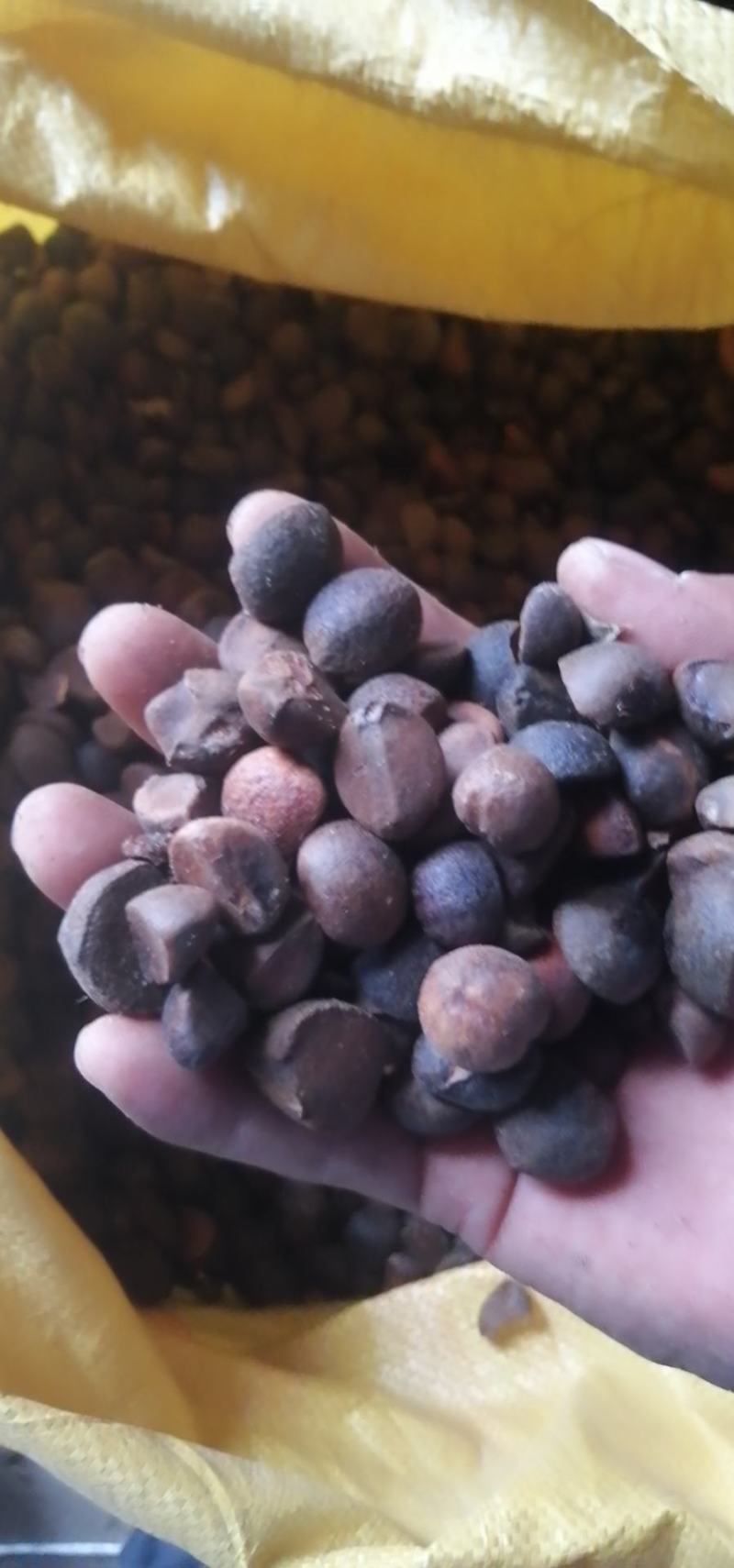 油茶籽，山茶籽。基地直发。