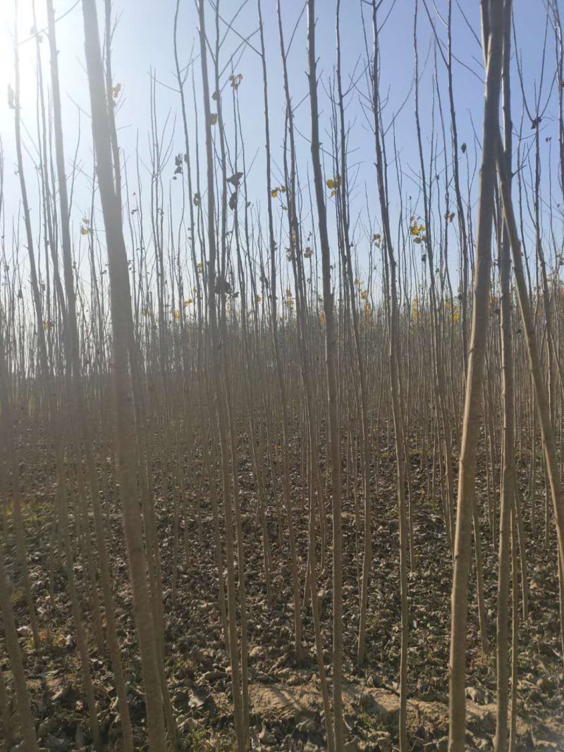河北献县杨树苗107大量出售