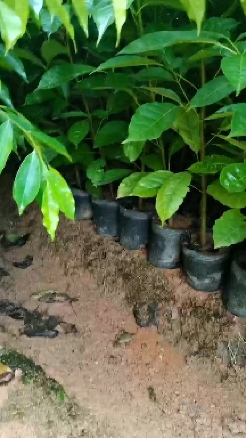 红花风铃木，小杯20-80，美植袋100-200cm，