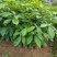 红花风铃木，小杯20-80，美植袋100-200cm，