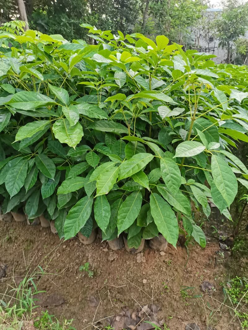 红花风铃木，小杯20-80，美植袋100-200cm，