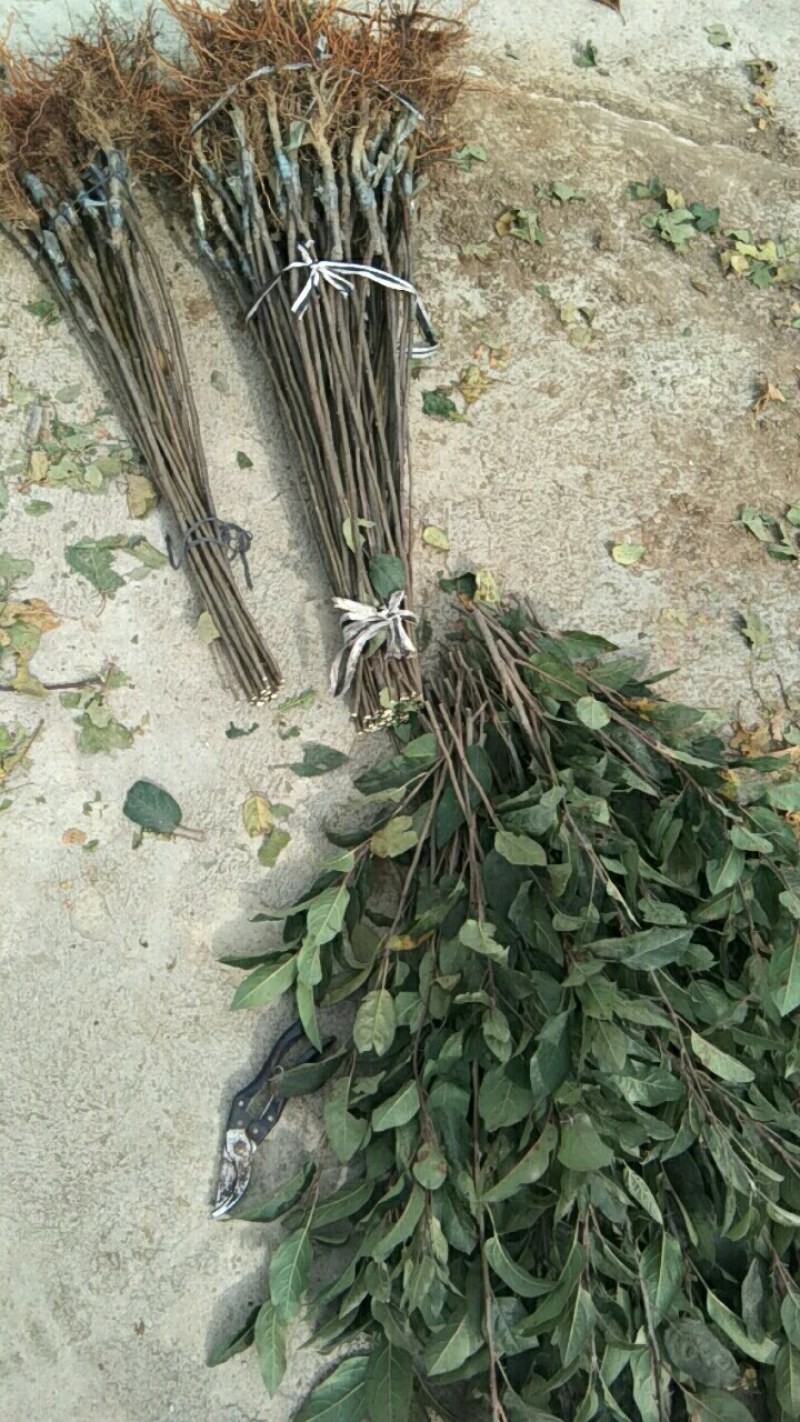 【苹果苗基地】维纳斯黄金苹果苗维纳斯苹果苗价格苹果苗