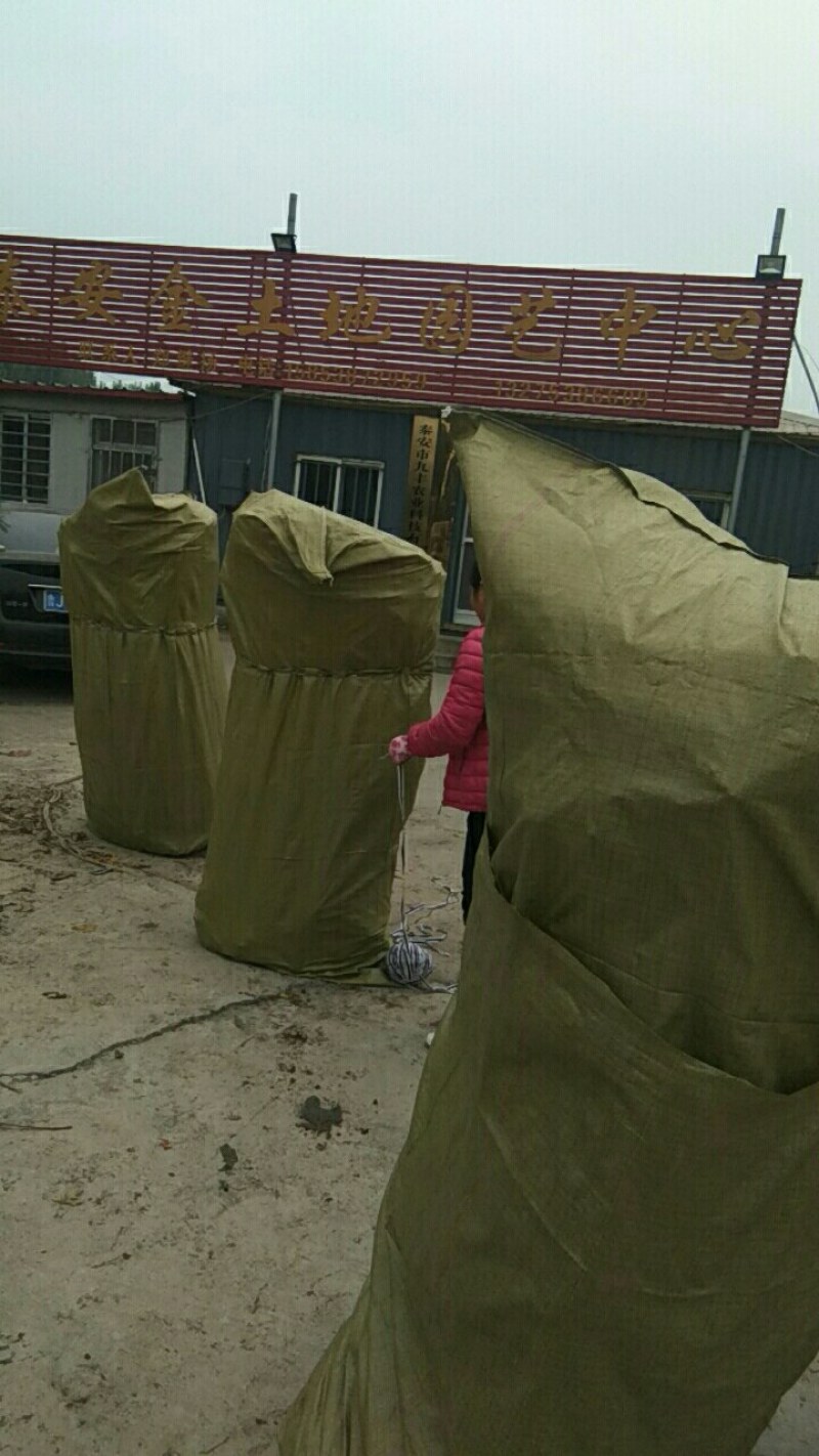 【苹果苗基地】维纳斯黄金苹果苗维纳斯苹果苗价格苹果苗