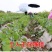女巫指葡萄苗，性状好看，甜度高，汁水多，耐运输