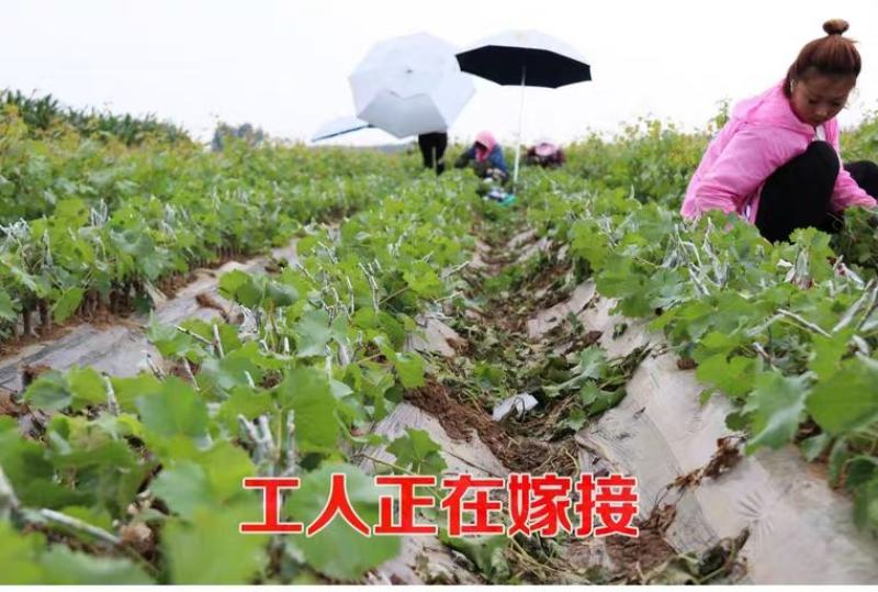 女巫指葡萄苗，性状好看，甜度高，汁水多，耐运输