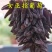 女巫指葡萄苗，性状好看，甜度高，汁水多，耐运输
