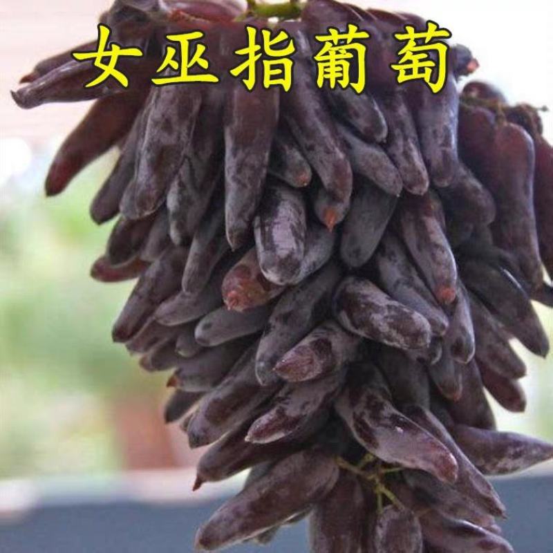 女巫指葡萄苗，性状好看，甜度高，汁水多，耐运输