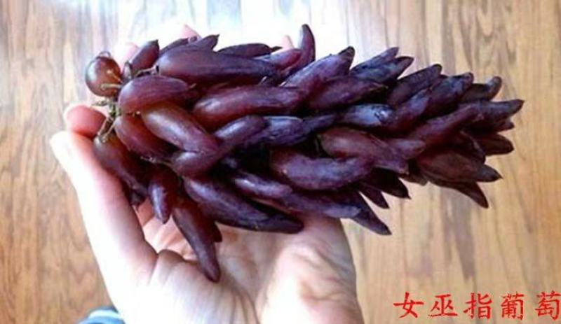 女巫指葡萄苗，性状好看，甜度高，汁水多，耐运输