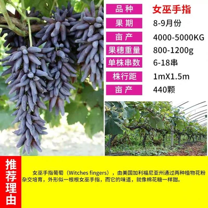 女巫指葡萄苗，性状好看，甜度高，汁水多，耐运输