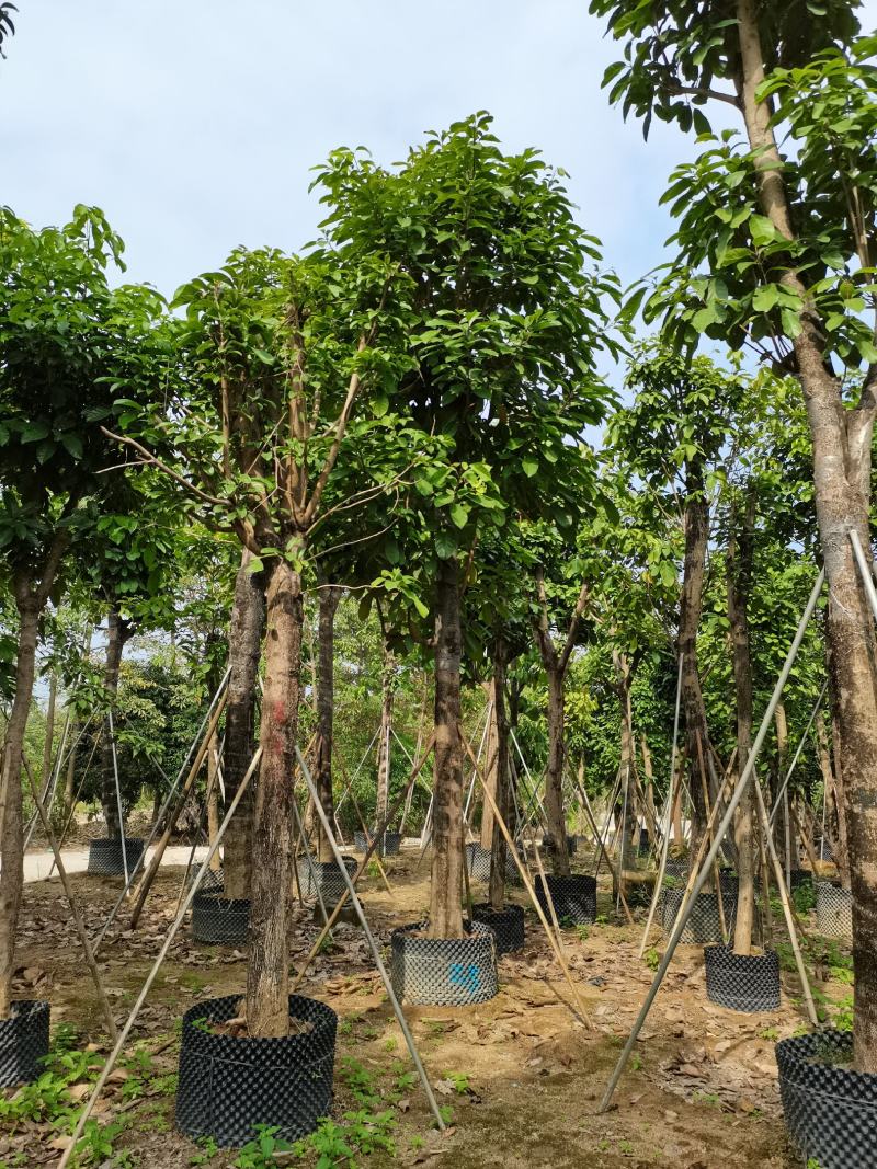 出售袋苗15-30分萍婆树，需要的老板联系