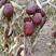 【精品干果】原生态吊干新疆红枣，自然掉落，绿色无加工