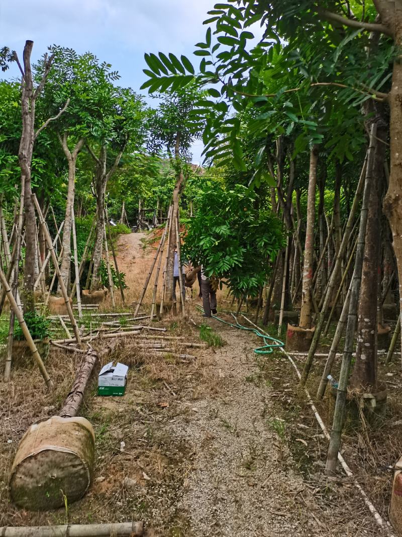 出售袋苗桃花心木5-20公分，需要的老板联系