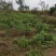 黄精种苗四川四季不倒苗姜型黄精基地直发全量大从优
