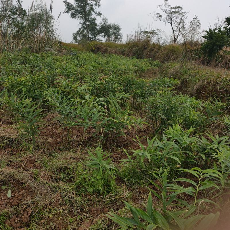 黄精种苗四川四季不倒苗姜型黄精基地直发全量大从优