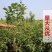 俄罗斯八号樱桃苗美早黑珍珠砧木嫁接全国包邮