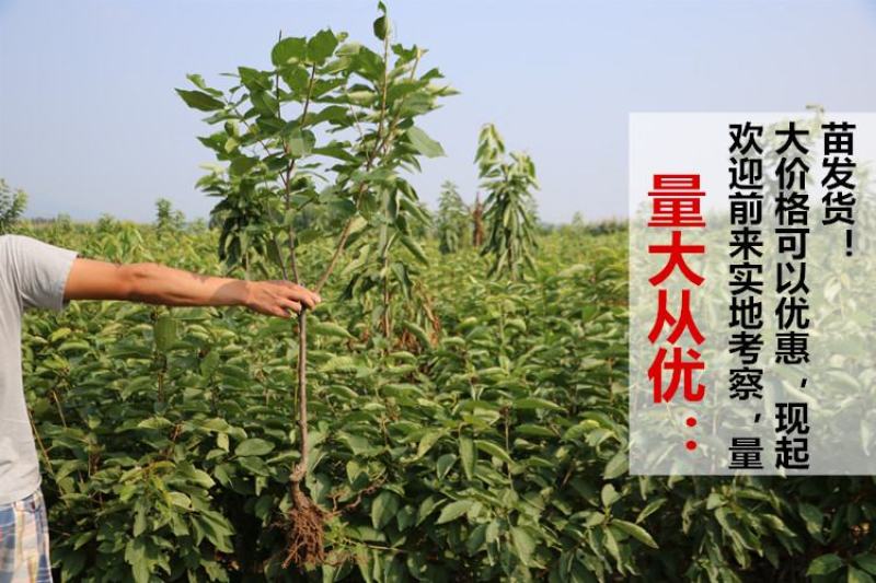 俄罗斯八号樱桃苗美早黑珍珠砧木嫁接全国包邮