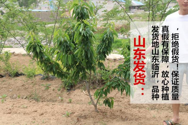 俄罗斯八号樱桃苗美早黑珍珠砧木嫁接全国包邮