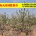 俄罗斯八号樱桃苗美早黑珍珠砧木嫁接全国包邮