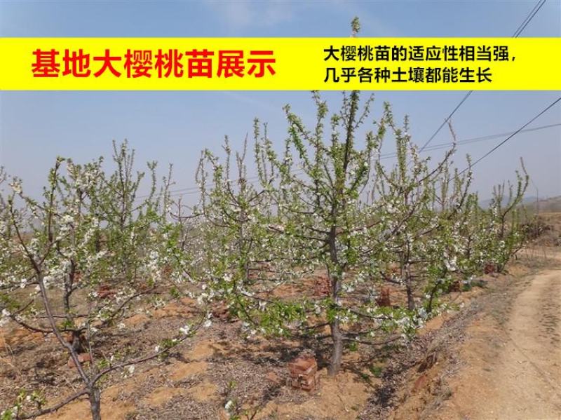 俄罗斯八号樱桃苗美早黑珍珠砧木嫁接全国包邮