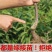俄罗斯八号樱桃苗美早黑珍珠砧木嫁接全国包邮