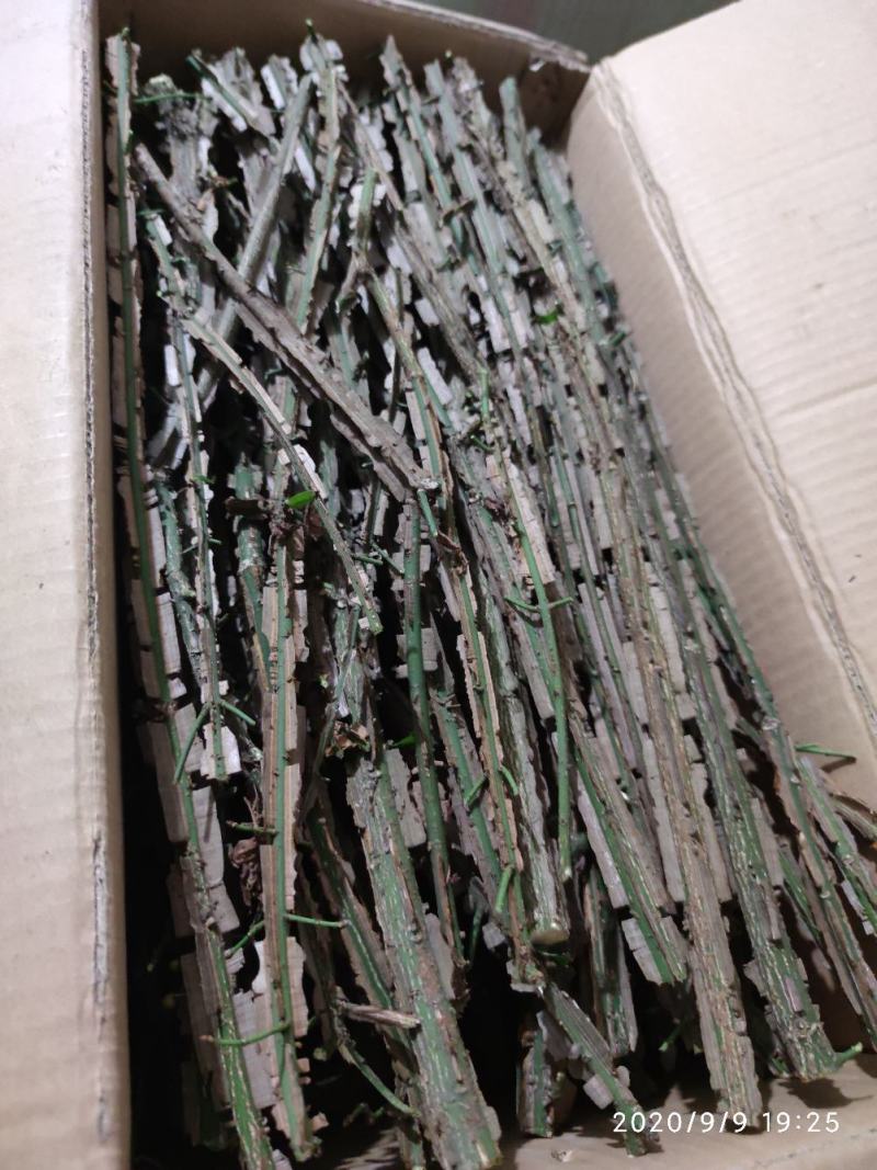 鬼箭羽大片手掰货统货过电筛新鲜枝条各种规格产地大量批发