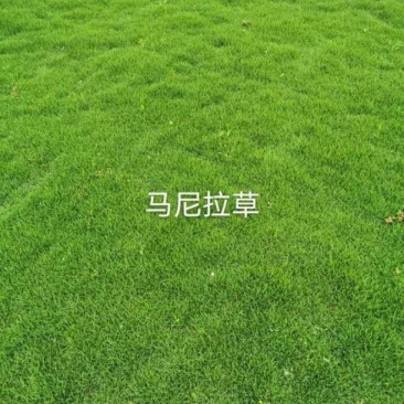 大量供应马尼拉草皮，