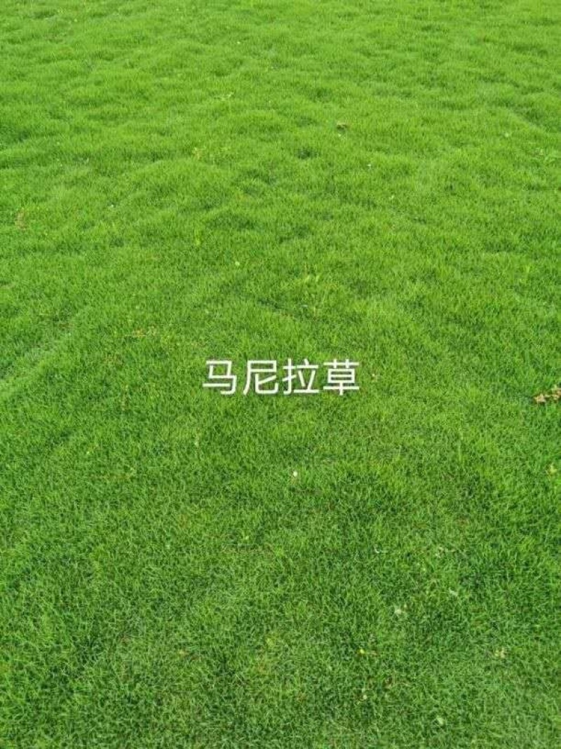 大量供应马尼拉草皮，