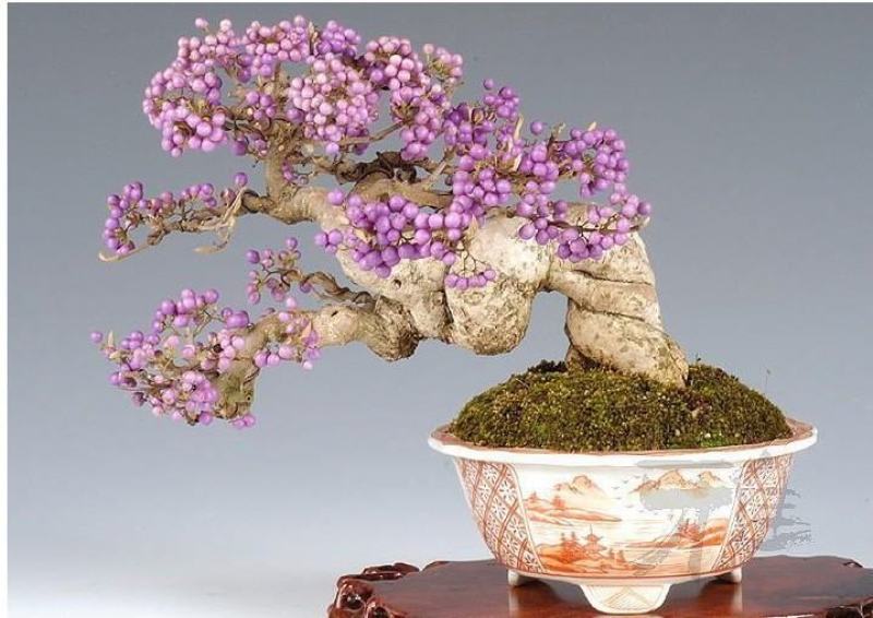 紫珠盆景绿植，紫珠下山桩盆景，紫珠果盆景，紫珠花盆景。