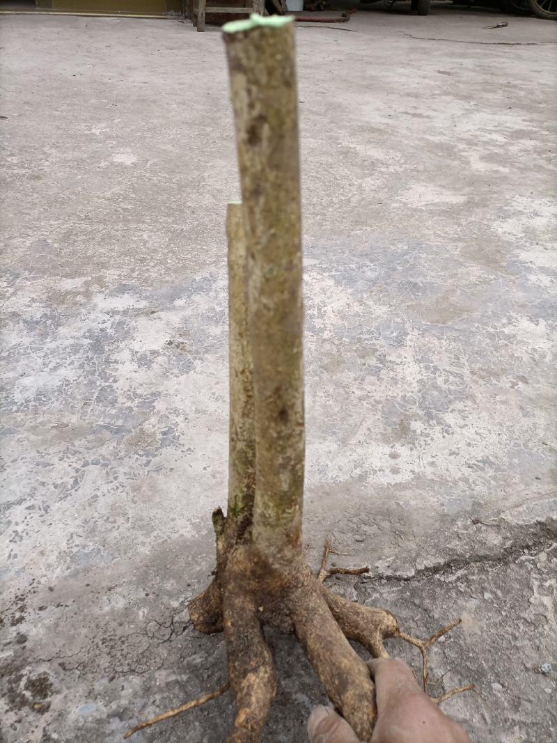紫珠盆景绿植，紫珠下山桩盆景，紫珠果盆景，紫珠花盆景。