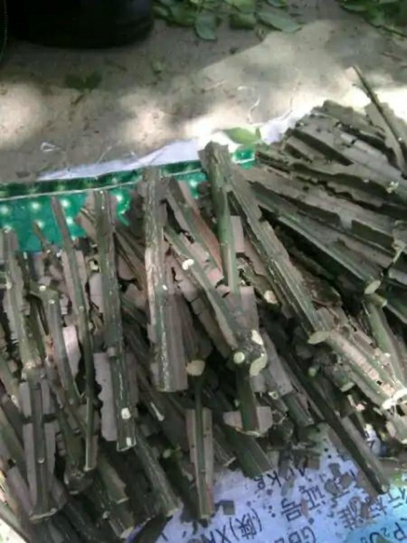 鬼箭羽大片手掰货统货过电筛新鲜枝条各种规格产地大量批发